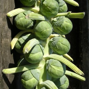 Gustus Brussel Sprouts Seed