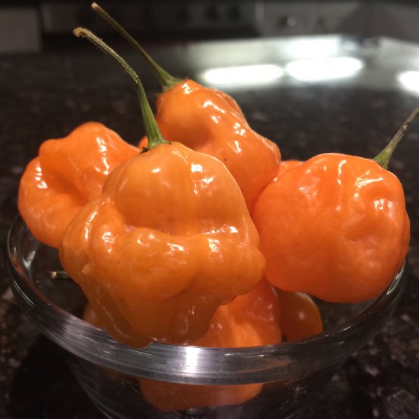 Habanero Orange Pepper Seed