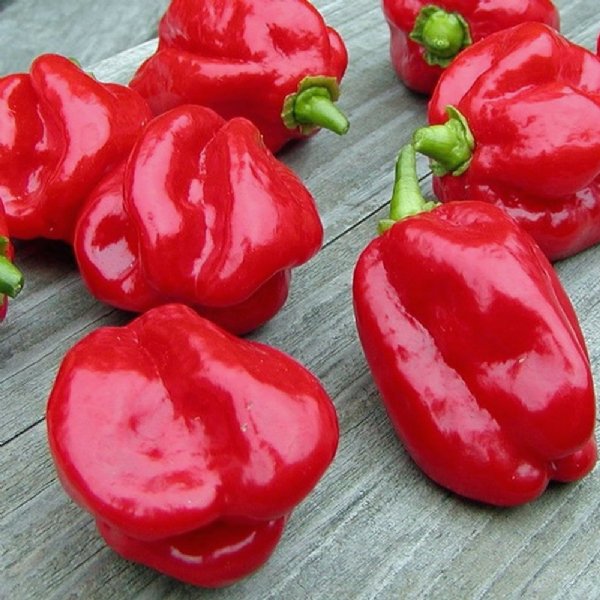 Habanero Sweet Red Pepper Seed