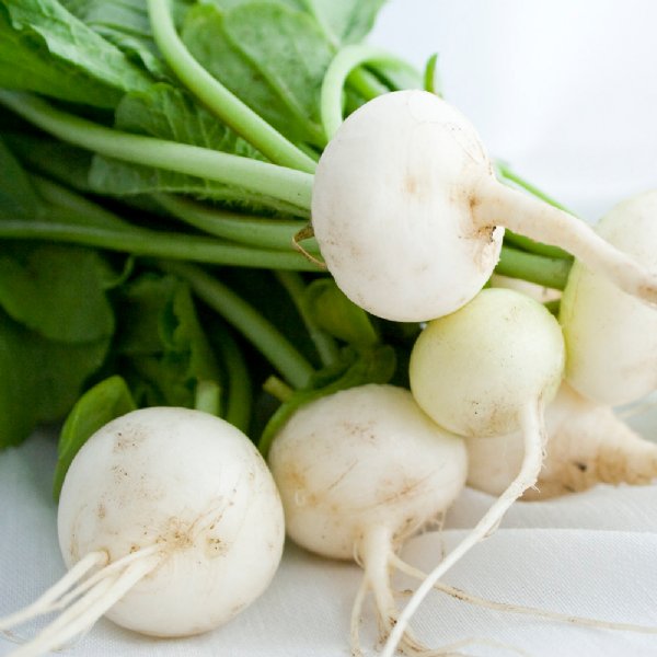 Hailstone Radish Seed