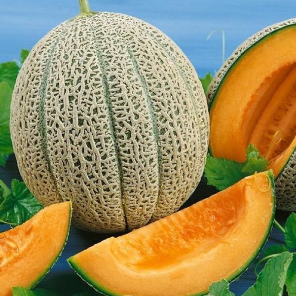 Hales Best 45 PMR Cantaloupe Seeds