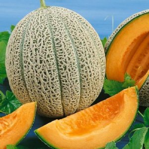 Hales Best 45 PMR Cantaloupe Seeds