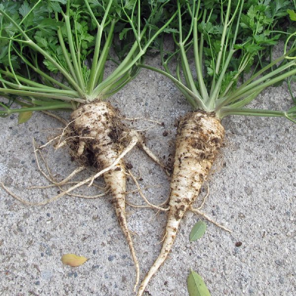 Hamburg Rooted Parsley Seed