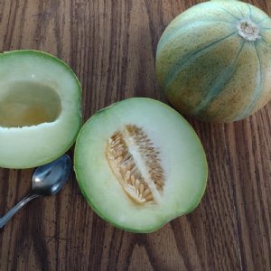 Haogen Cantaloupe Seeds