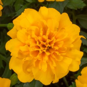 Happy Gold Marigold Seed