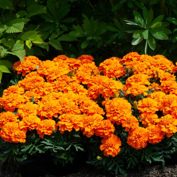 Happy Orange Marigold Seed