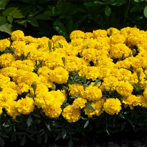 Happy Yellow Marigold Seed