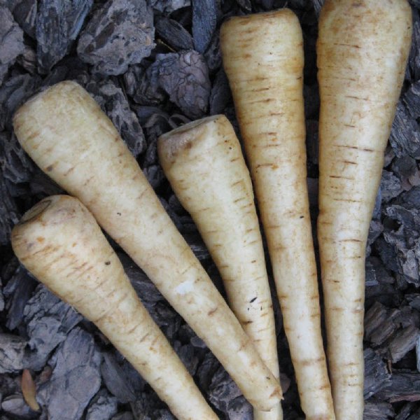 Harris Model Parsnip Seed