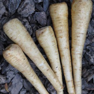 Harris Model Parsnip Seed