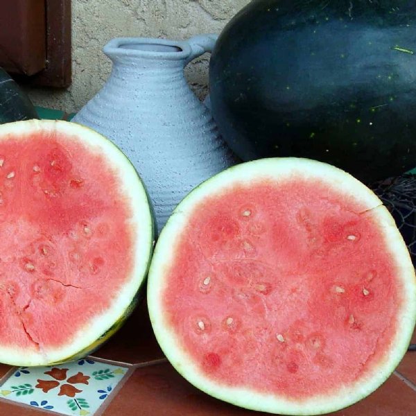 Harvest Moon Watermelon Seed