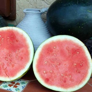 Harvest Moon Watermelon Seed