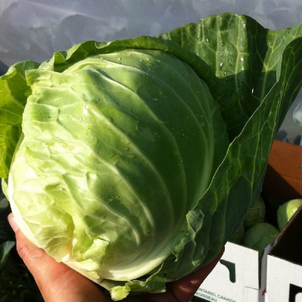 Headstart Cabbage Seed