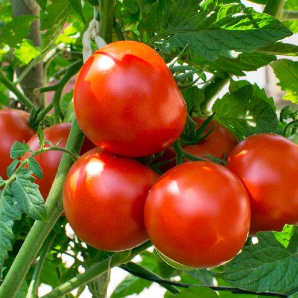 Heatmaster Tomato Seeds