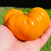 Yellow / Orange Heirloom Tomato Seeds