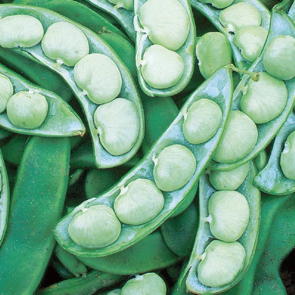 Henderson Bush Lima Bean Seed