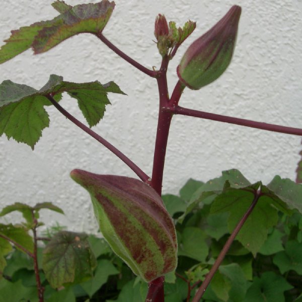 Hill Country Red Okra Seed