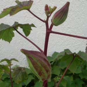 Hill Country Red Okra Seed