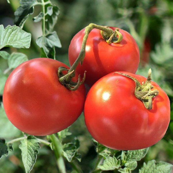 Homestead Tomato Seeds