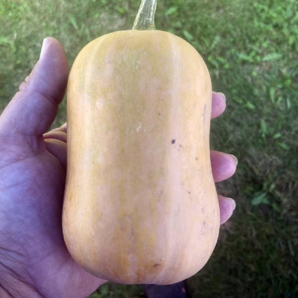 Honey Baby Squash Seed