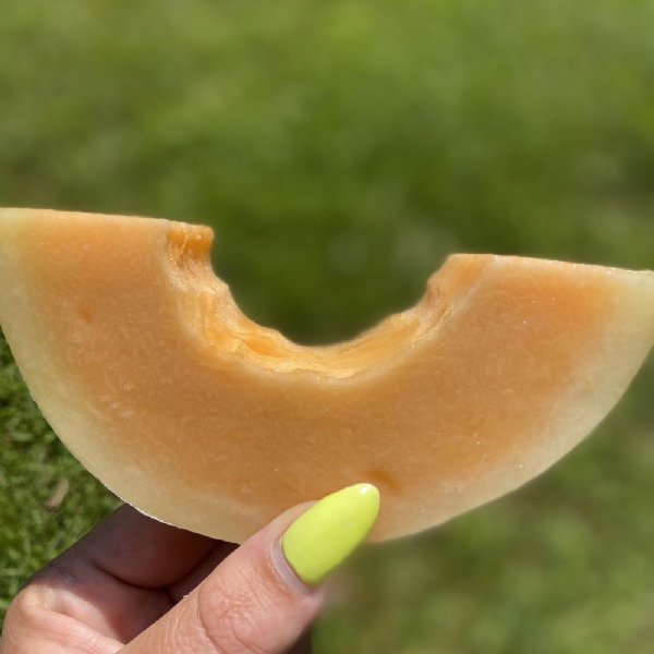 Honey Dew Orange Flesh Cantaloupe Seeds