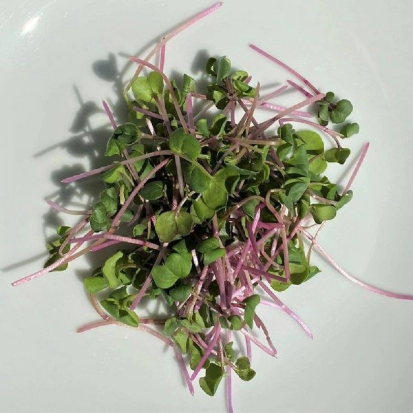 Hong Vit Radish Seed