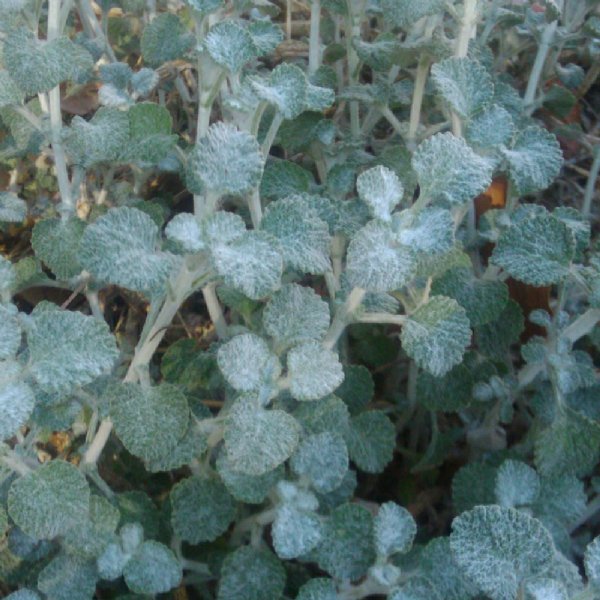 Horehound Seed