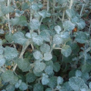 Horehound Seed