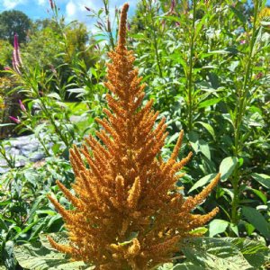 Hot Biscuits Amaranthus Seed