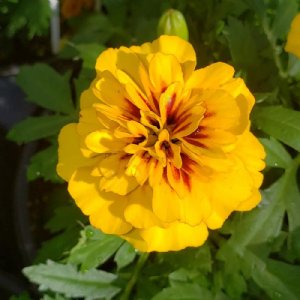 Hot Pak Fire Marigold Seed