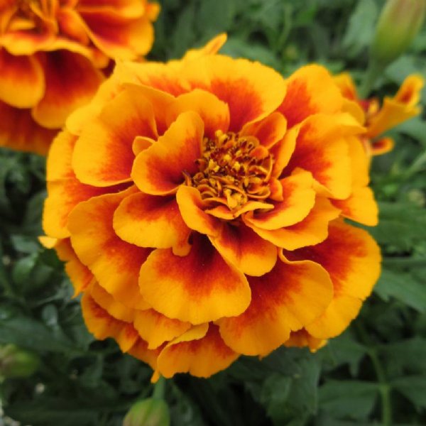 Hot Pak Flame Marigold Seed