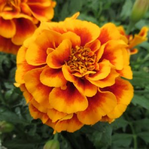 Hot Pak Flame Marigold Seed