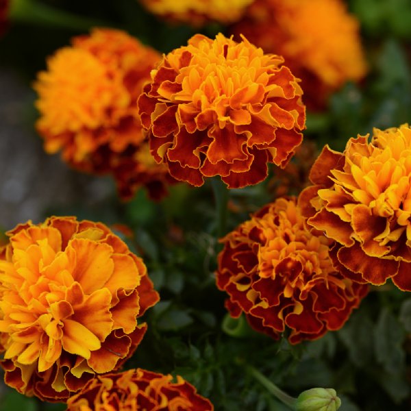 Hot Pak Harmony Marigold Seed