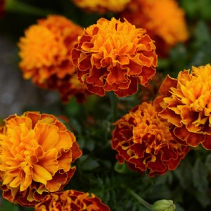 Hot Pak Harmony Marigold Seed