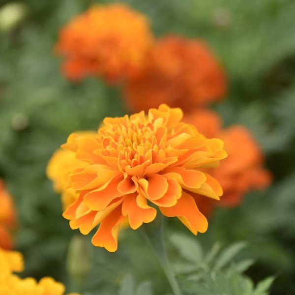 Hot Pak Orange Marigold Seed