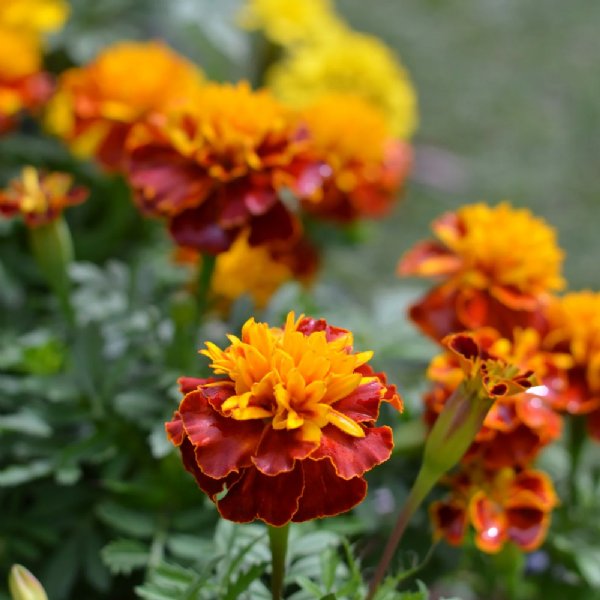 Hot Pak Spry Marigold Seed