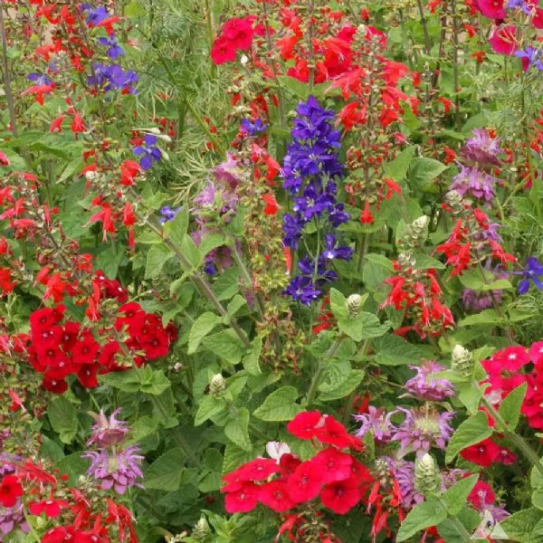 Hummingbird Wildflower Mixture Seed