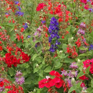 Hummingbird Wildflower Mixture Seed