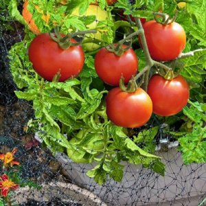 Husky Red Tomato Seeds