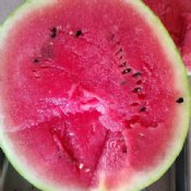 Hybrid Watermelon Seeds