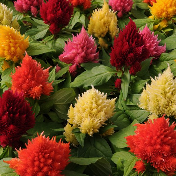 Ice Cream Mix Celosia Seed 