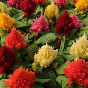 Ice Cream Mix Celosia Seed 