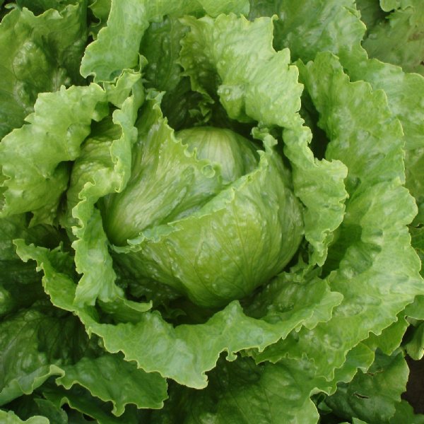 Iceberg Lettuce Seed