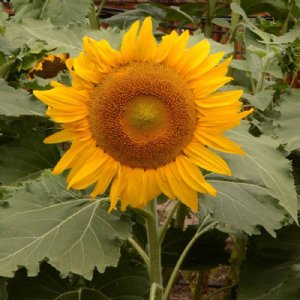 Incredible Sunflower Seeds