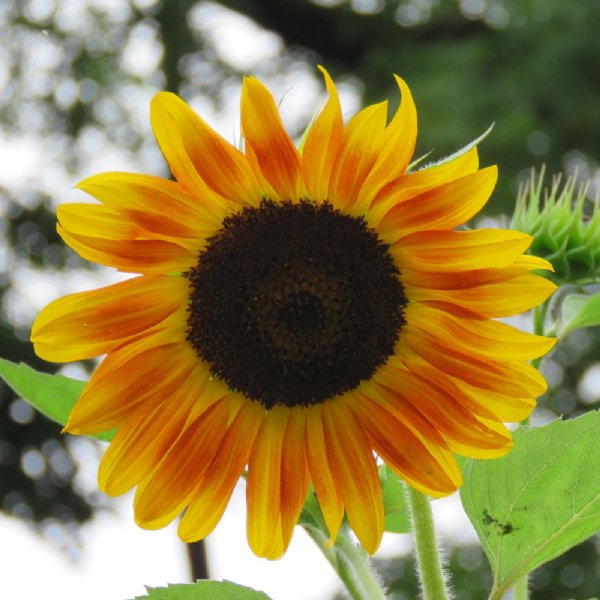 Indian Blanket Sunflower Seeds