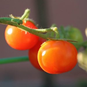 Isis Candy Tomato Seeds