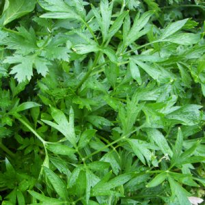 Italian Giant Parsley Seed