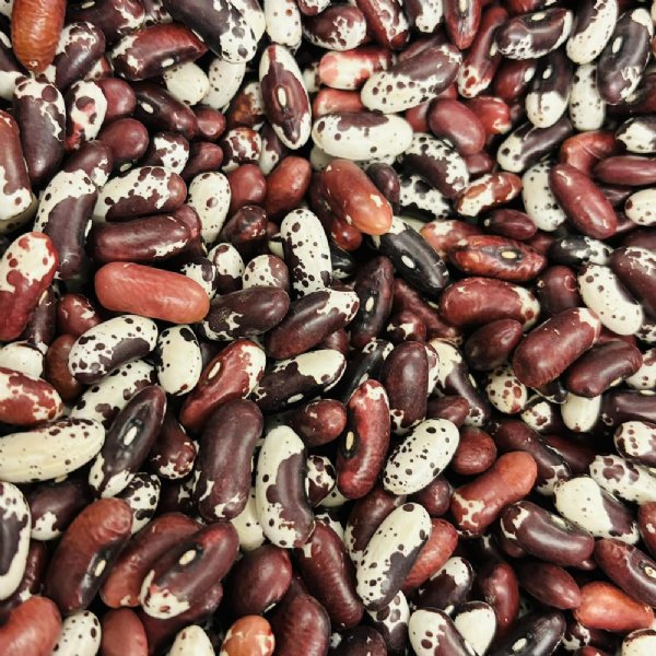 Jacob's Cattle  Bean Seed