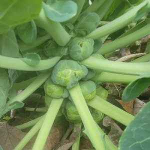 Jade Cross Brussel Sprouts Seed