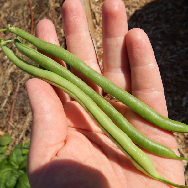 Jade Bean Seed