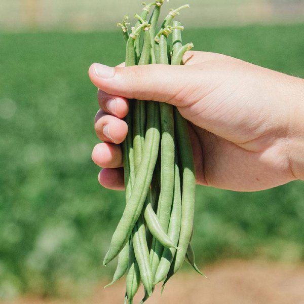 Jade II Bean Seed